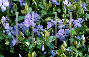 Picture of Vinca minor 'Dart's Blue'