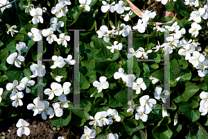 Picture of Viola obliqua 'White Czar'