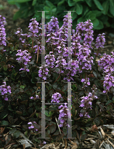 Picture of Ajuga reptans 'Pink Surprise'