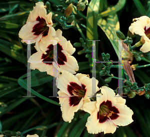 Picture of Hemerocallis  'Siloam Tinker Toy'