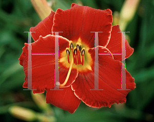 Picture of Hemerocallis  'Bama Bound'