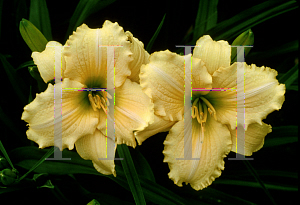 Picture of Hemerocallis  'Pemme Osage'