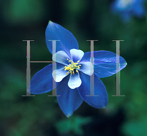 Picture of Aquilegia caerulea 