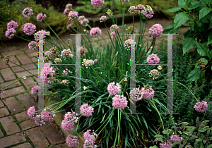 Picture of Allium schoenoprasum 'Pink Feathers'