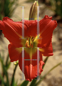 Picture of Hemerocallis  'Gala Greetings'
