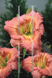 Picture of Hemerocallis  'Chorus Line'