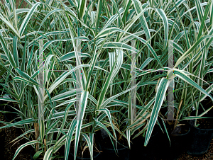 Picture of Arundo donax 'Variegata'