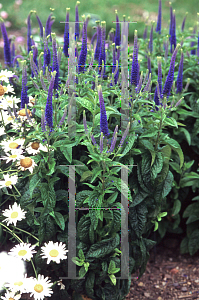 Picture of Veronica longifolia 'Sunny Border Blue'