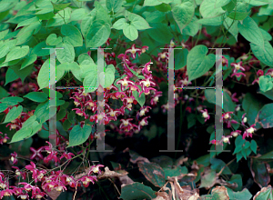 Picture of Epimedium alpinum 'Rubrum'