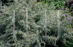 Picture of Artemisia absinthium 'Lambrook Silver'