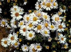 Picture of Symphyotrichum novi-belgii 'Snowball'