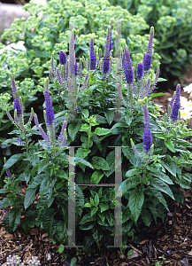 Picture of Veronica longifolia 'Sunny Border Blue'