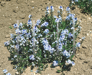 Picture of Veronica prostrata 'Blue Sheen'