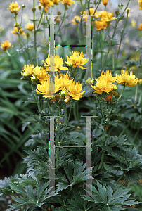 Picture of Trollius x cultorum 'Golden Queen'