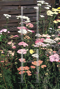 Picture of Achillea millefolium 'Colorado'