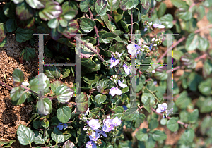 Picture of Veronica austriaca 'Waterperry Blue'