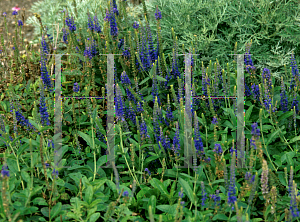 Picture of Veronica alpina 'Goodness Grows'