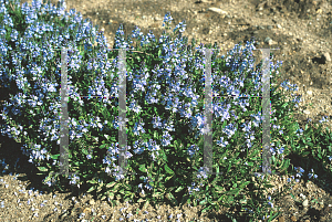 Picture of Veronica prostrata 'Blue Sheen'