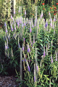 Picture of Veronica spicata 'Blue Charm'