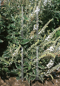 Picture of Veronica spicata 'Noah Williams'