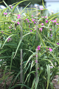 Picture of Tradescantia x 'Hawaiian Punch'