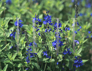 Picture of Veronica austriaca ssp. teucrium 'Crater Lake Blue'