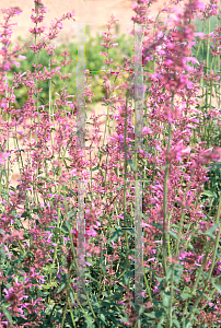 Picture of Agastache  'Tutti Fruitti'