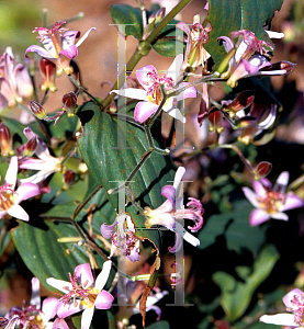 Picture of Tricyrtis x 'Tojen'