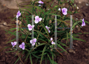 Picture of Tradescantia x 'China Blue'