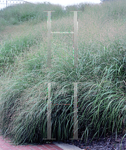 Picture of Panicum virgatum 'Haense Hermes'