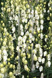 Picture of Aconitum napellus 'Album'