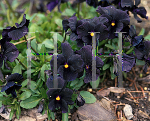 Picture of Viola cornuta 'Black Magic'