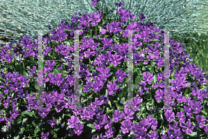 Picture of Viola cornuta 'Purple Showers'