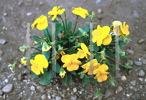 Picture of Viola cornuta 'Splendens'