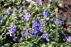 Picture of Vinca minor 'Ralph Shugert'