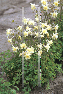 Picture of Aquilegia x hybrida 'Music'