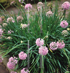 Picture of Allium schoenoprasum 'Pink Feathers'