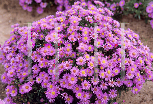 Picture of Symphyotrichum dumosum 'Wood's Purple'