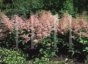 Picture of Astilbe simplicifolia 'Bronze Elegance'