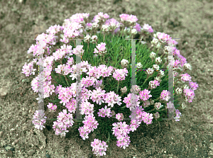 Picture of Armeria  'Juncea'