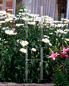 Picture of Leucanthemum x superbum 'Thomas Killen'