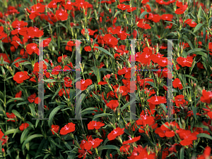 Picture of Dianthus x allwoodii 'Hoffman's Red'