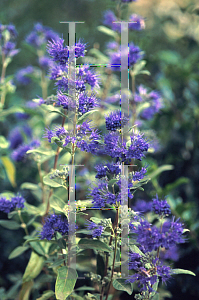 Picture of Caryopteris x clandonensis 'Dark Knight'