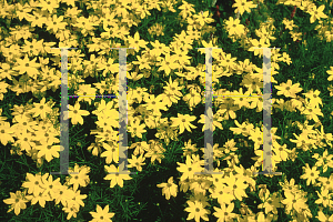 Picture of Coreopsis verticillata 'Grandiflora'