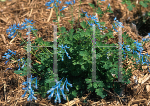 Picture of Corydalis flexuosa 'Blue Panda'