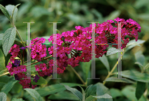 Picture of Buddleia davidii 'Royal Red'