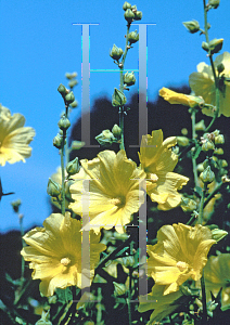 Picture of Alcea rugosa 