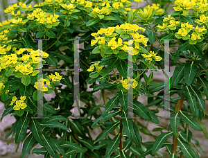 Picture of Euphorbia  'Golden Tower'