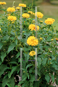 Picture of Heliopsis helianthoides ssp. scabra 'Gold Greenheart'