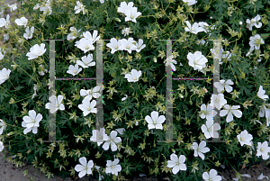 Picture of Geranium sanguineum 'Album'